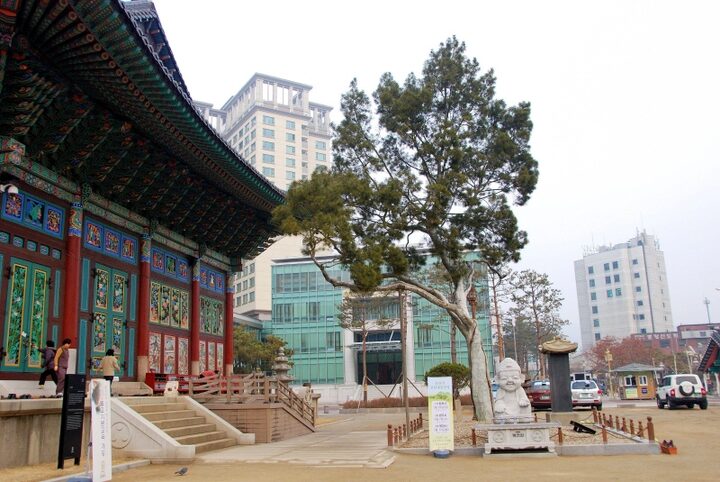 서울 조계사 백송