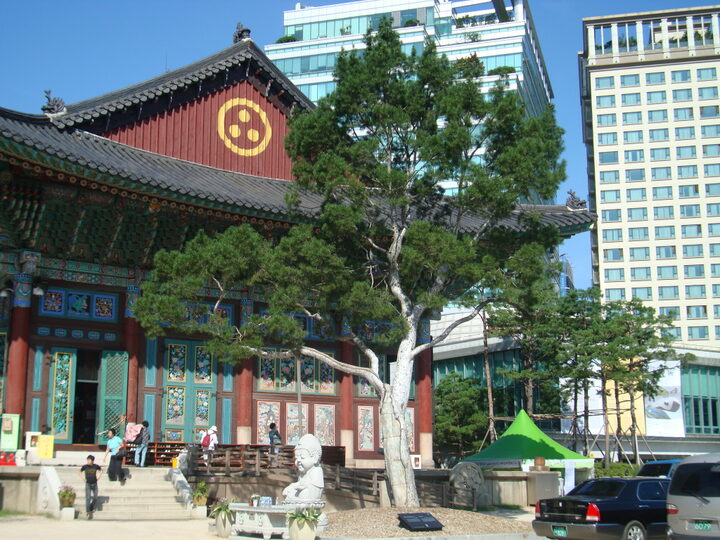 서울 조계사 백송