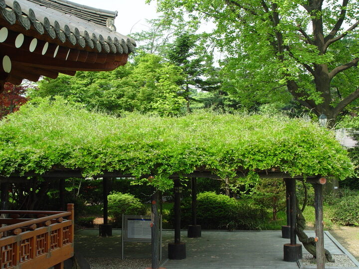 서울 삼청동 등나무