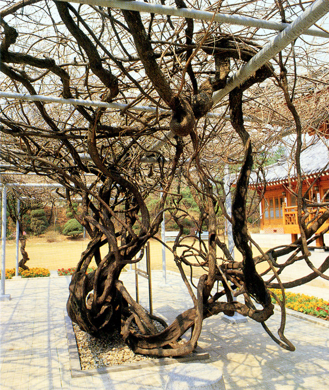 삼청동의등