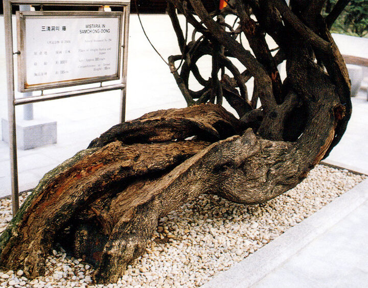 삼청동의등줄기