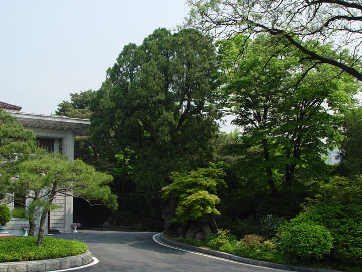 서울 삼청동 측백나무