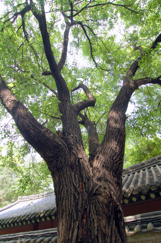 창덕궁 뽕나무