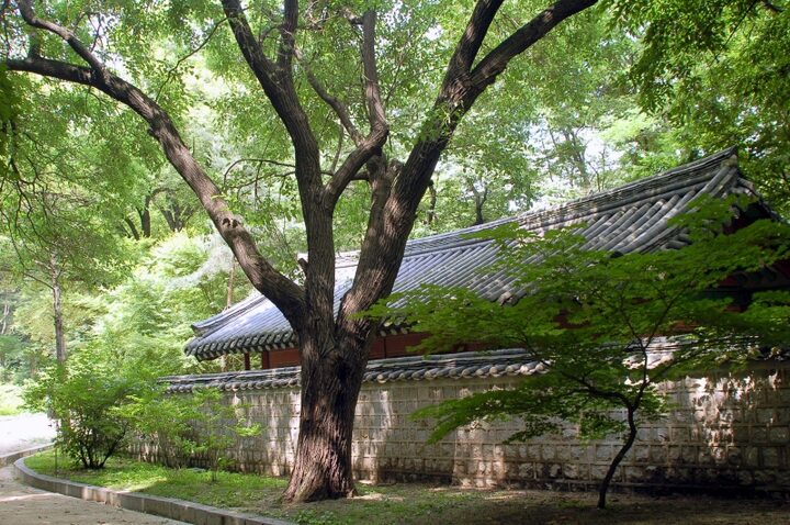 창덕궁 뽕나무