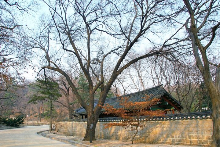 창덕궁 뽕나무