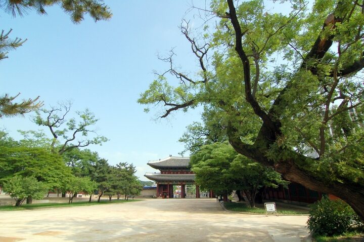 창덕궁 회화나무 군