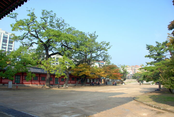 창덕궁 회화나무 군