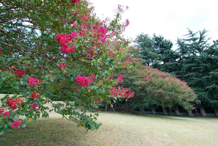 부산 양정동 배롱나무