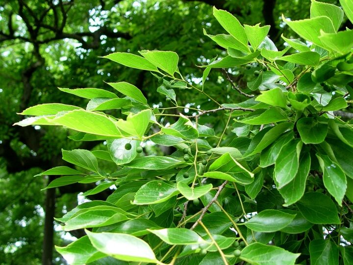 부산 구포동 당숲