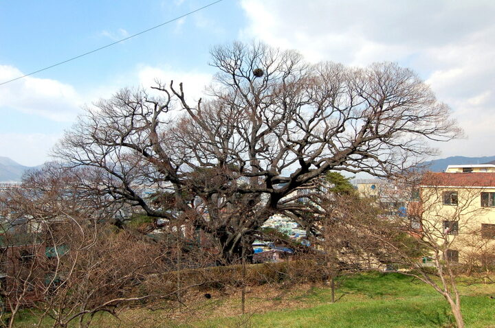 부산 구포동 당숲