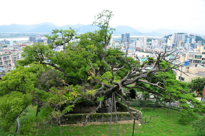 부산 구포동 당숲