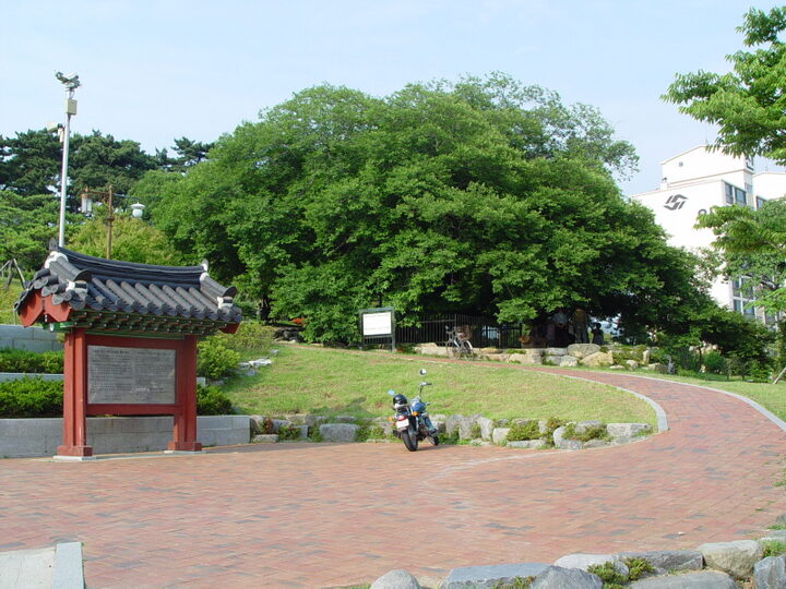부산 좌수영성지 푸조나무