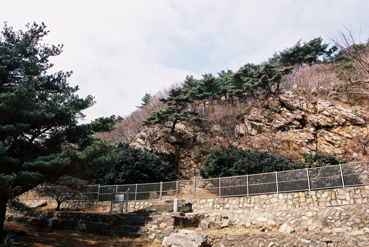 옹진 대청도 동백나무 자생북한지