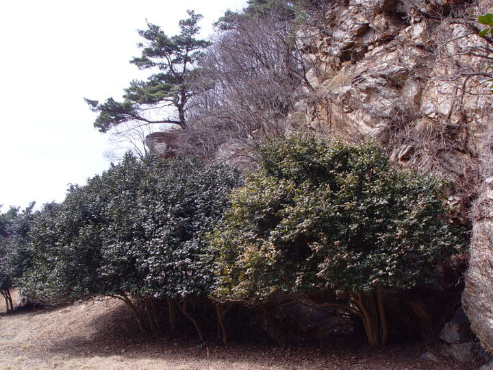 옹진 대청도 동백나무 자생북한지