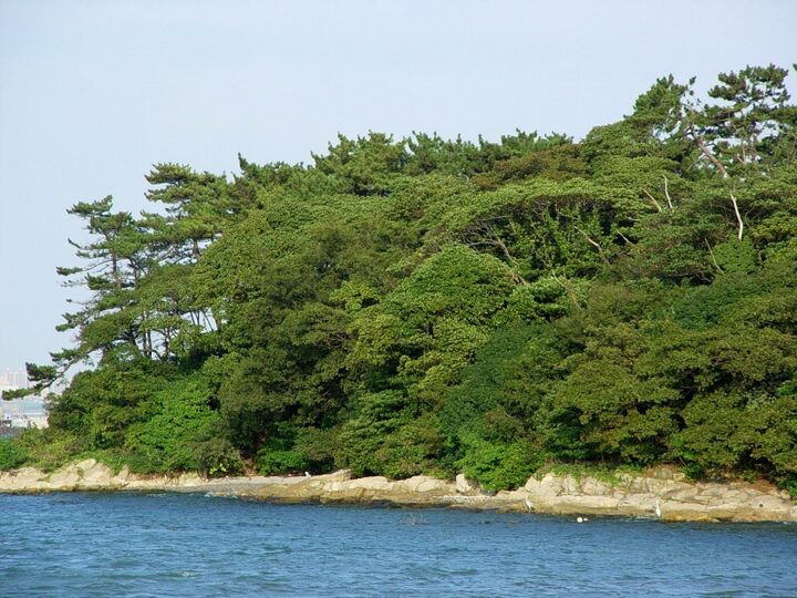 울주 목도 상록수림
