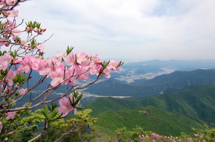 가지산 철쭉나무군락