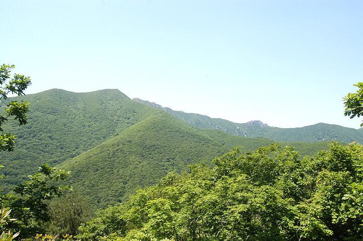 가지산철쭉나무군락지