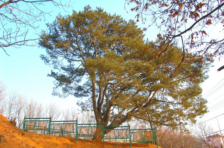 고양 송포 백송