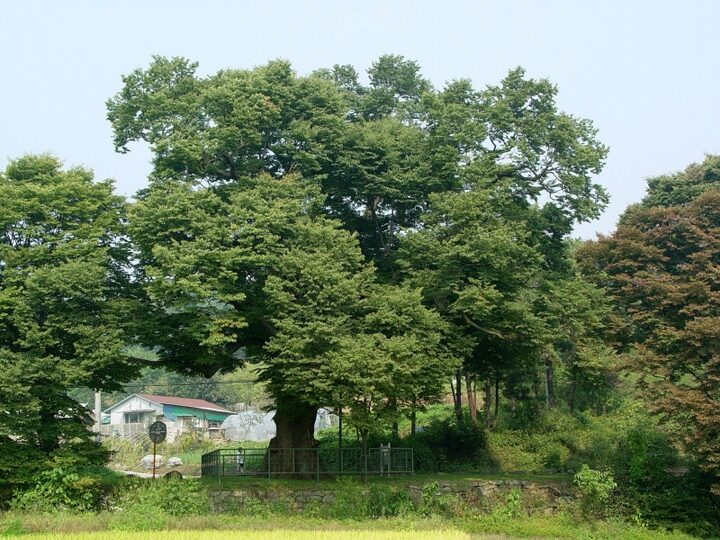 양주 황방리 느티나무