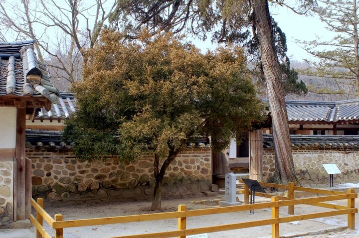 여주 효종대왕릉(영릉) 회양목