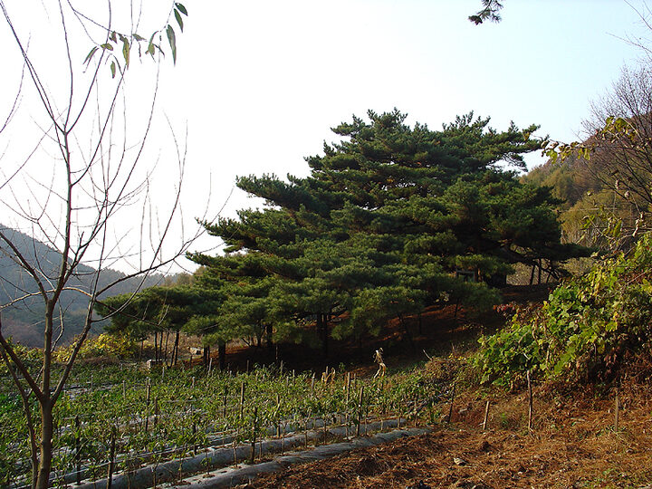 포천직두리의부부송