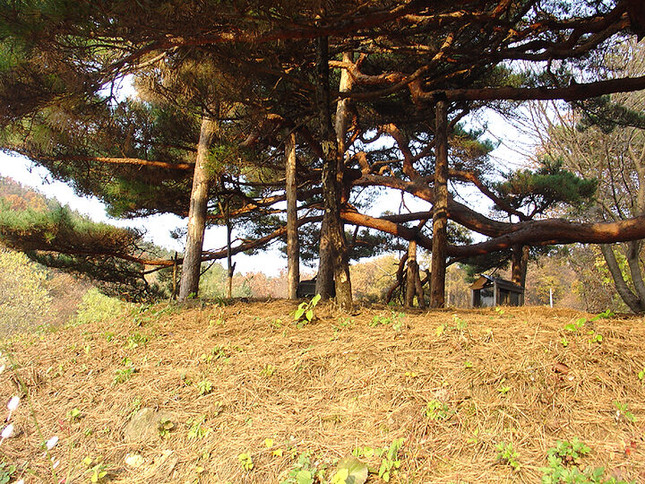 포천직두리의부부송