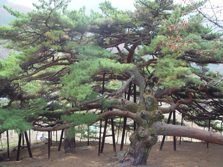 포천 직두리 부부송
