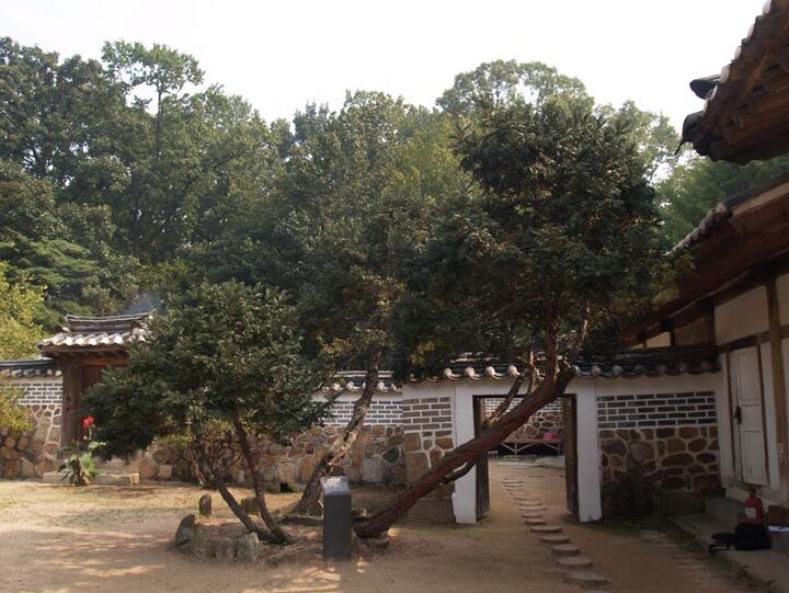 화성 융릉 개비자나무