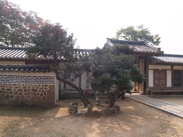 화성 융릉 개비자나무 측면