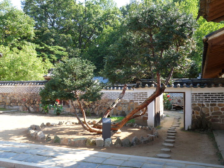 천연기념물 화성 융릉 개비자나무