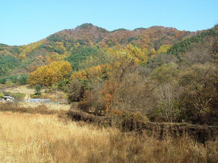원성 성남리 성황림