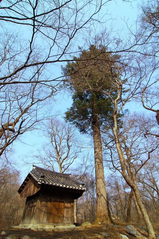 원성 성남리 성황림