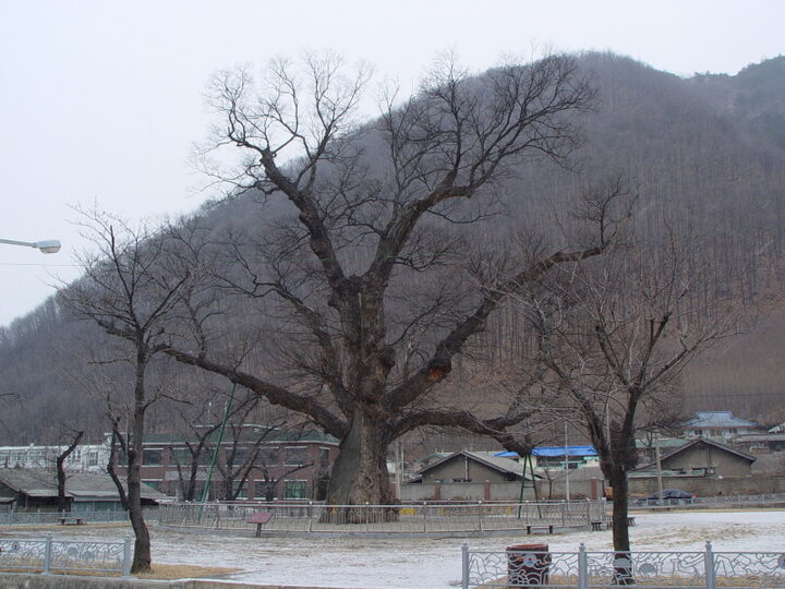 삼척 도계리 긴잎 느티나무