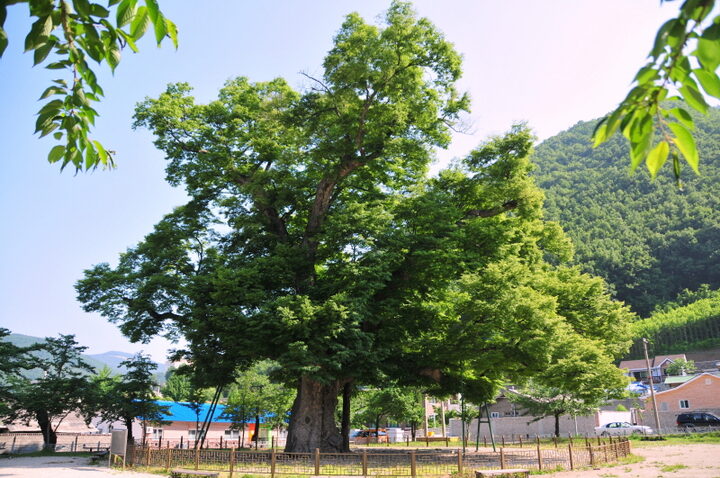 삼척 도계리 긴잎 느티나무