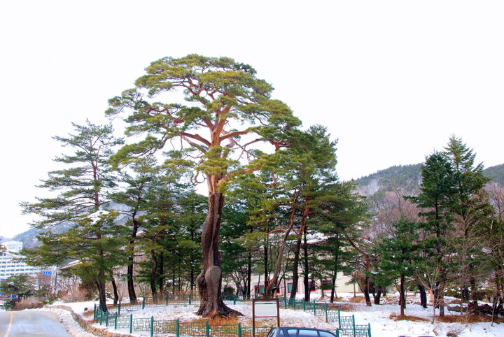 속초 설악동 소나무