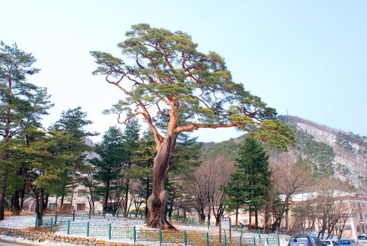 속초 설악동 소나무