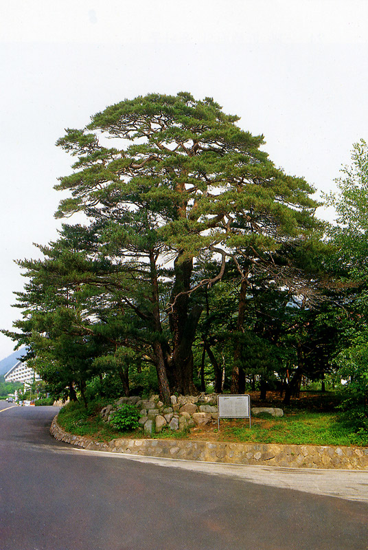 설악동소나무