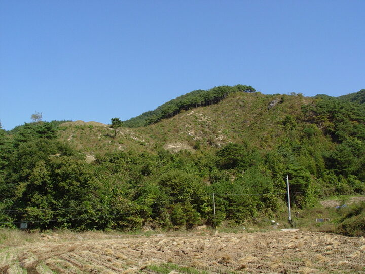 양구 개느삼 자생지