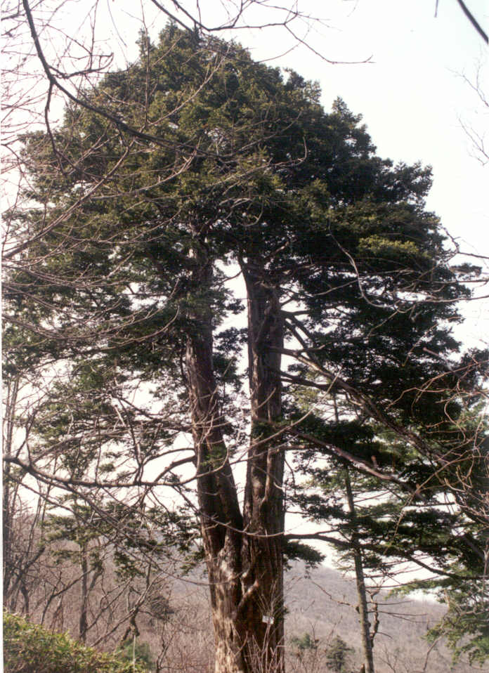 주목3그루중중목