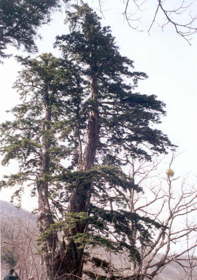 주목3그루중상목