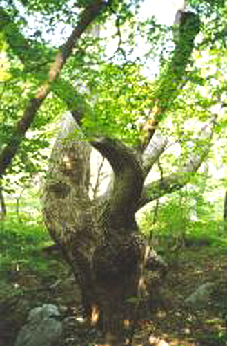 강릉옥계면의굴참나무군