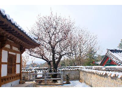 강릉오죽헌 율곡매