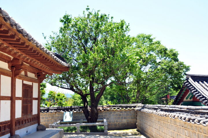 강릉오죽헌 율곡매
