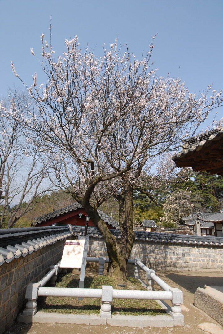 강릉 오죽헌 율곡매(촬영:문화재청)