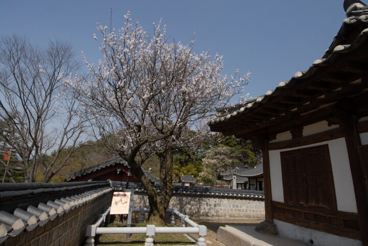 강릉 오죽헌 율곡매(촬영:문화재청)