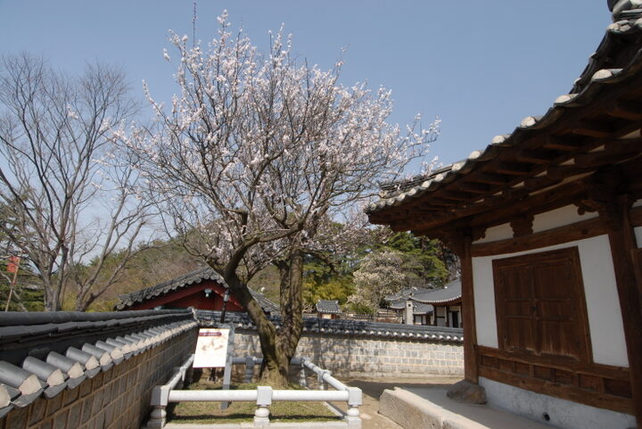 강릉 오죽헌 율곡매(촬영:문화재청)