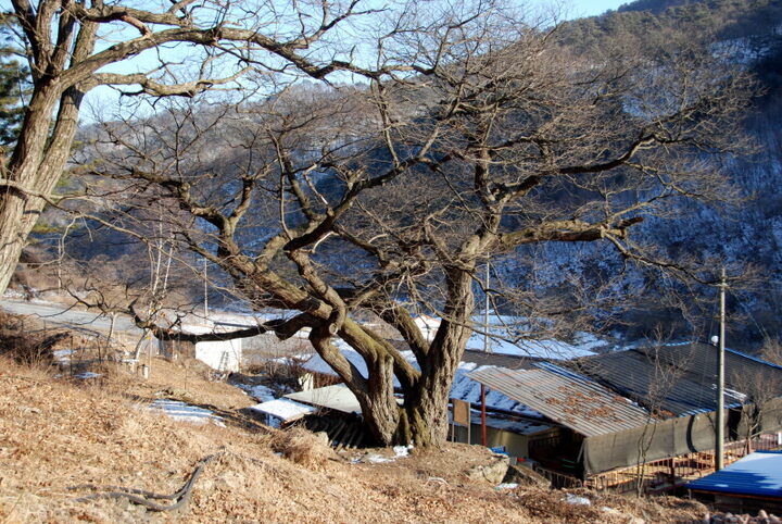 평창 운교리 밤나무