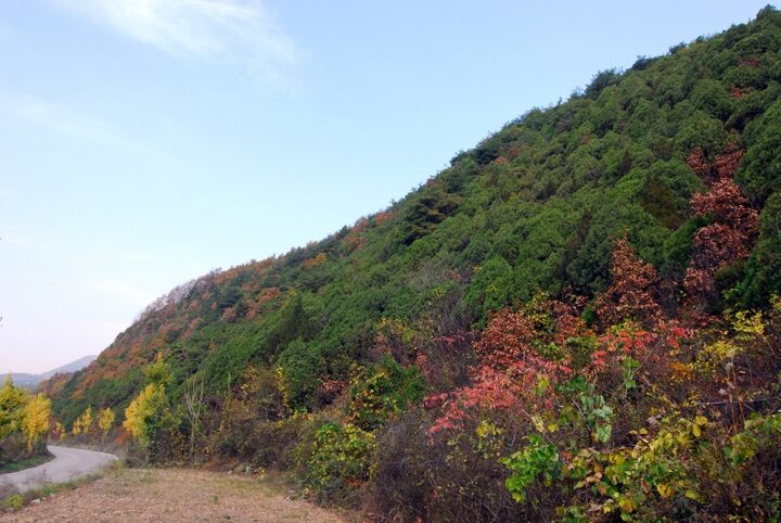 단양 영천리 측백나무 숲