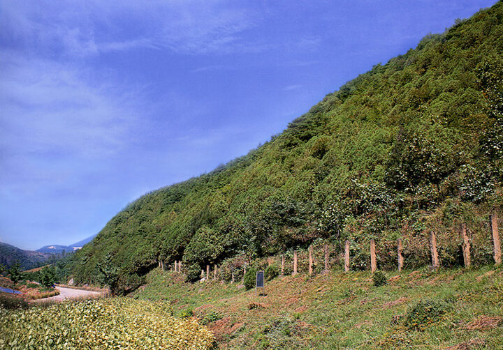영천리의측백수림