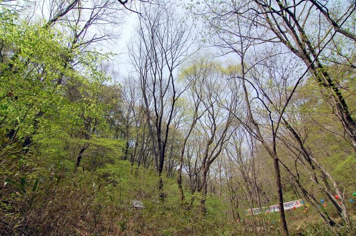 보은 속리산 망개나무